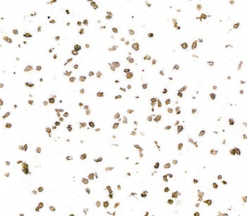 Mouse anti-HLA-DR Monoclonal Antibody