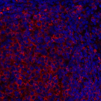 Mouse anti-HLA-DR Monoclonal Antibody