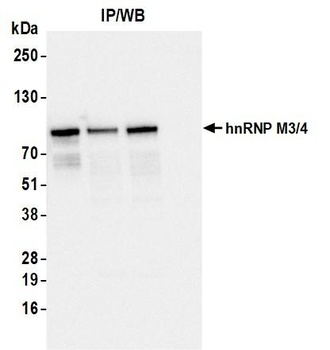 Mouse anti-hnRNP M3/4 Monoclonal Antibody