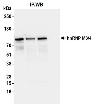 hnRNP M3/4 Antibody