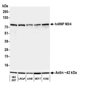 hnRNP M3/4 Antibody