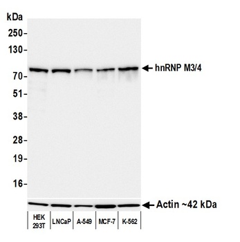 Mouse anti-hnRNP M3/4 Monoclonal Antibody
