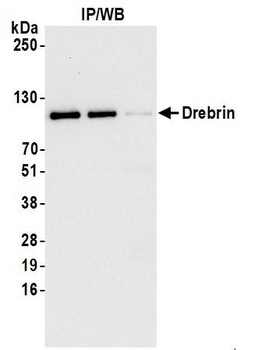 Rabbit anti-Drebrin Antibody
