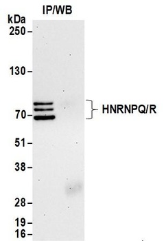 Rabbit anti-HNRNPQ/R Antibody