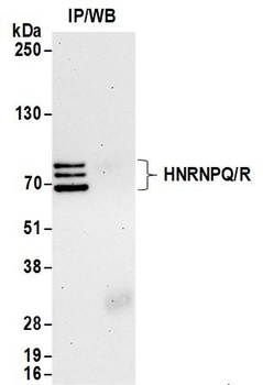 HNRNPQ/R Antibody