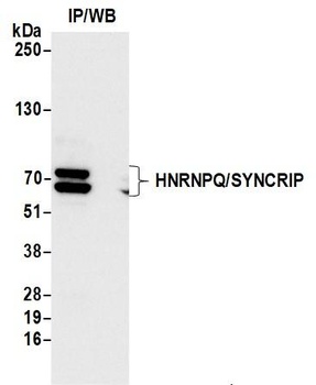 Rabbit anti-HNRNPQ/SYNCRIP Antibody