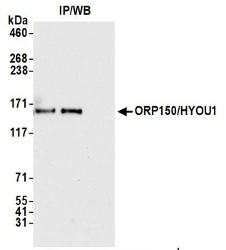 Rabbit anti-ORP150/HYOU1 Antibody