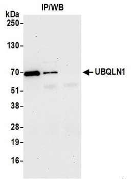 UBQLN1 Antibody