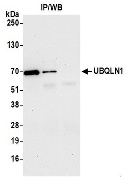 Rabbit anti-UBQLN1 Antibody