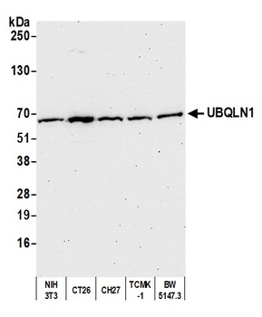 Rabbit anti-UBQLN1 Antibody