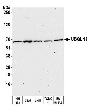 UBQLN1 Antibody