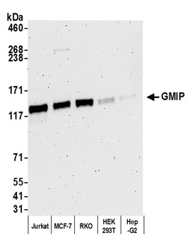 Rabbit anti-GMIP Antibody