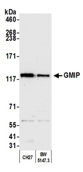 GMIP Antibody