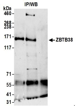 Rabbit anti-ZBTB38 Antibody