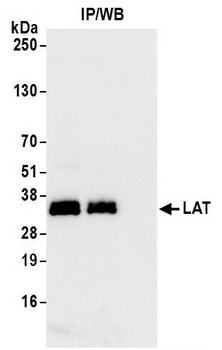 Rabbit anti-LAT Antibody