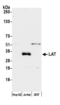 Rabbit anti-LAT Antibody