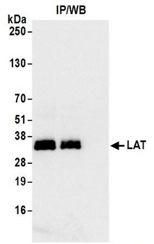 LAT Antibody