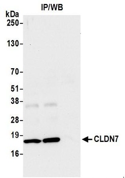 Rabbit CLDN7 Antibody