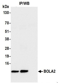 Rabbit anti-BOLA2 Antibody