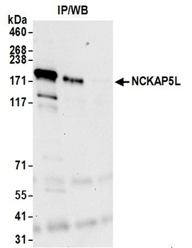 Rabbit NCKAP5L Antibody