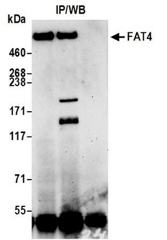 Rabbit anti-FAT4 Antibody