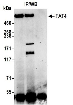 FAT4 Antibody