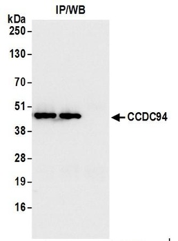 Rabbit anti-CCDC94 Antibody