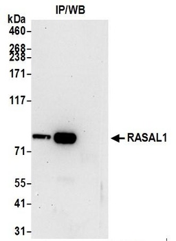 Rabbit anti-RASAL1 Antibody