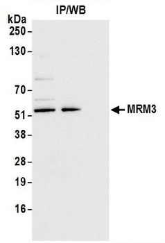 MRM3 Antibody