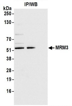 Rabbit anti-MRM3 Antibody