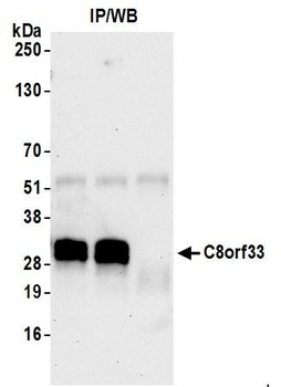 C8orf33 Antibody