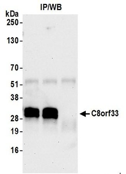 Rabbit anti-C8orf33 Antibody