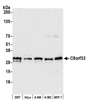 Rabbit anti-C8orf33 Antibody