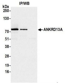 Rabbit anti-ANKRD13A Antibody