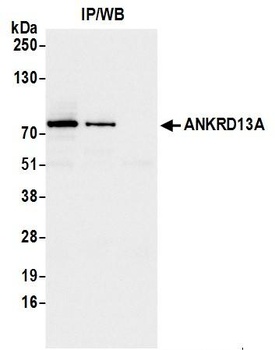 ANKRD13A Antibody