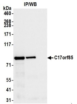 C17orf85 Antibody