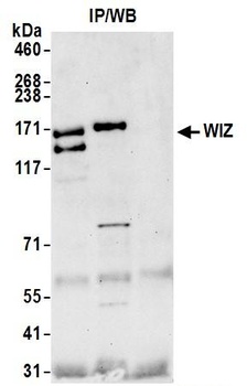 Rabbit anti-WIZ Antibody