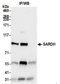 SARDH Antibody