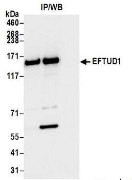 EFTUD1 Antibody
