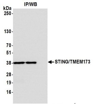 Rabbit anti-STING/TMEM173 Antibody