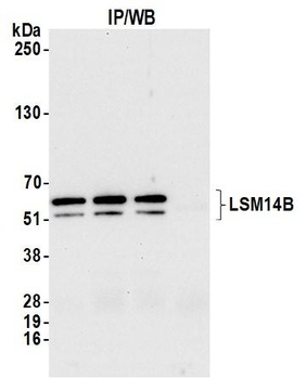 LSM14B Antibody