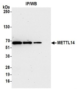 Rabbit anti-METTL14 Antibody