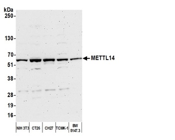 METTL14 Antibody