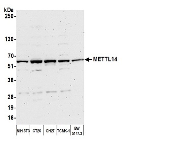 Rabbit anti-METTL14 Antibody