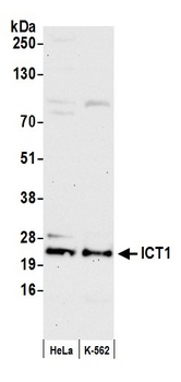 Rabbit ICT1 Antibody