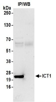 Rabbit ICT1 Antibody