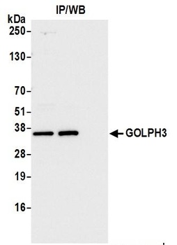 Rabbit anti-GOLPH3 Antibody