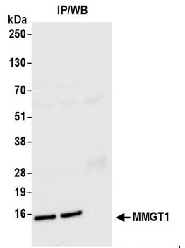 MMGT1 Antibody