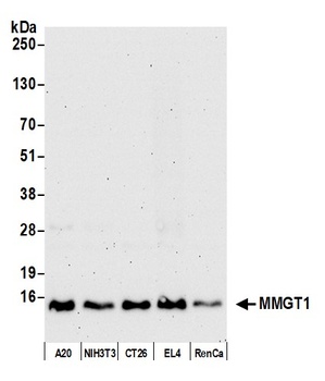 MMGT1 Antibody