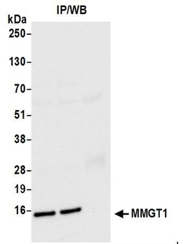 Rabbit anti-MMGT1 Antibody
